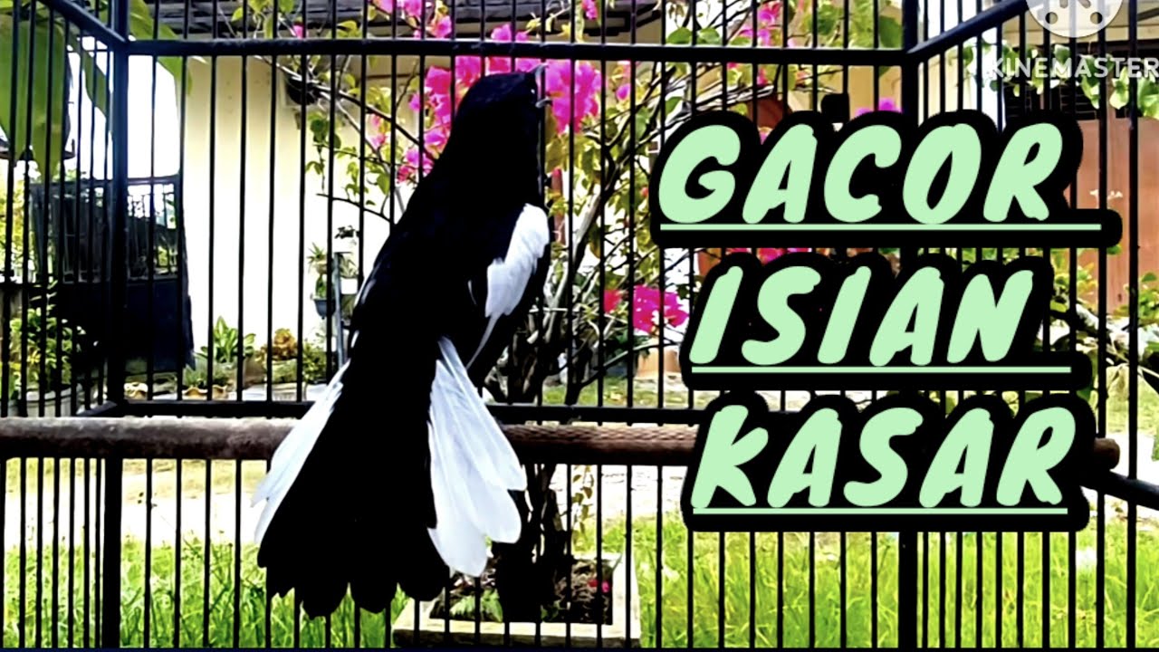 KACER GACOR BONGKAR ISIAN KACER GACOR NGEPLONG TARUNG PANCINGAN SEMUA JENIS KACER CEPAT GACOR .