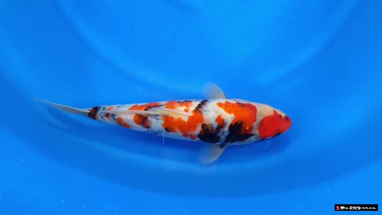 Mawar21koi got showa 32cm tosai  from 93rd dainichi web auction on 11 February 2026