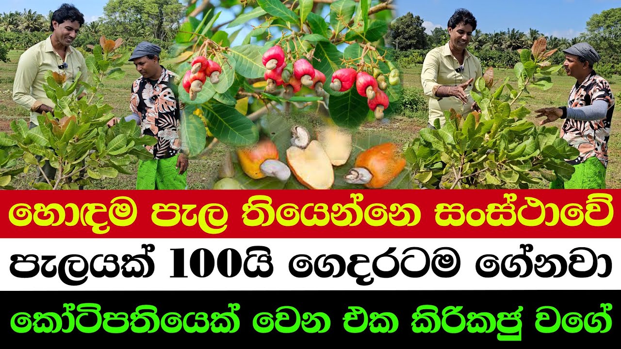 🚚 Cashew Plants at Rs.100 — Home Delivery | 💸 If You Grow It Right, Becoming a Millionaire Is Easy