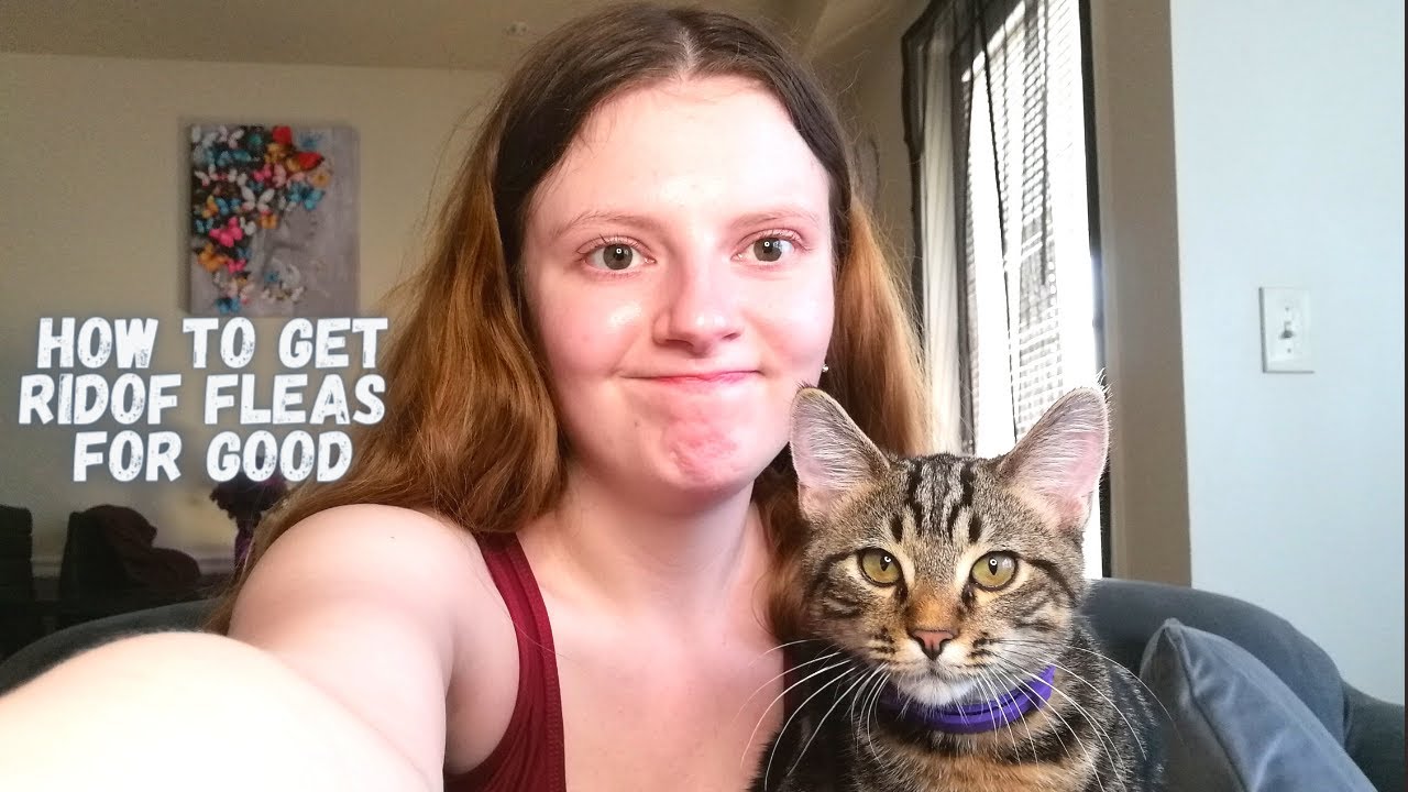 My Cats Have Fleas - How To Get Rid Of Fleas For Good