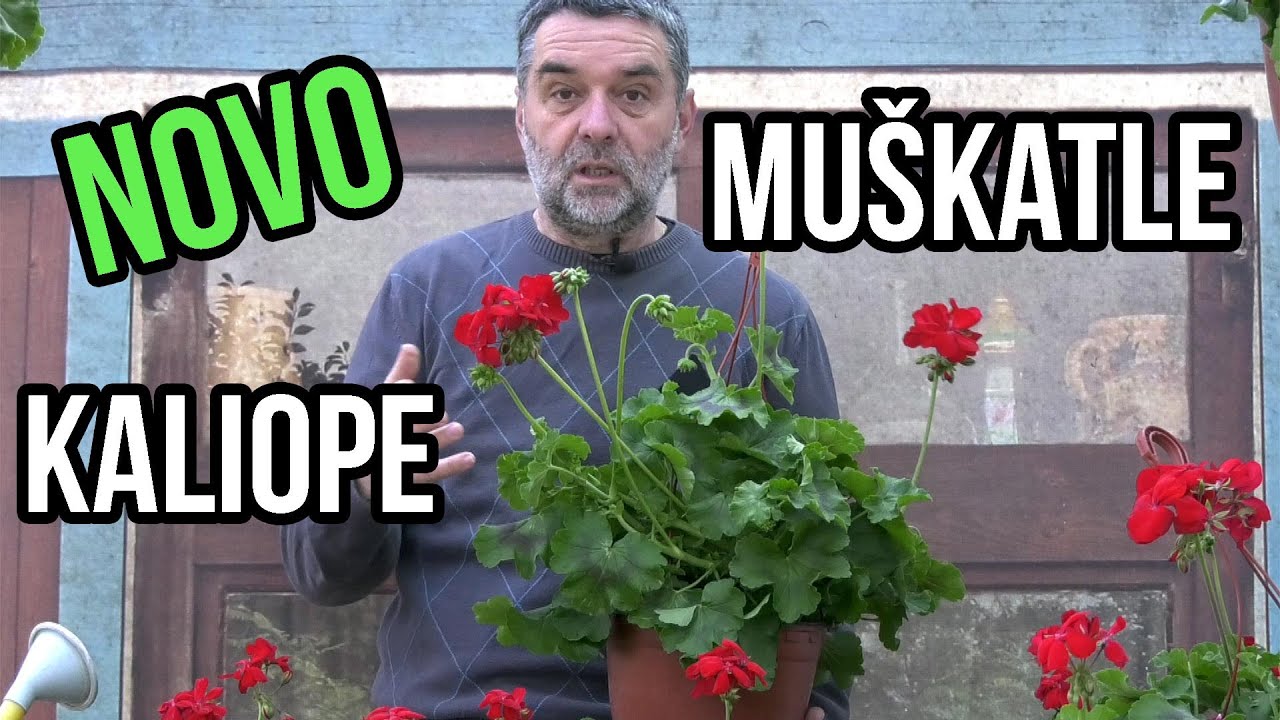 Muškatla Kaliopa