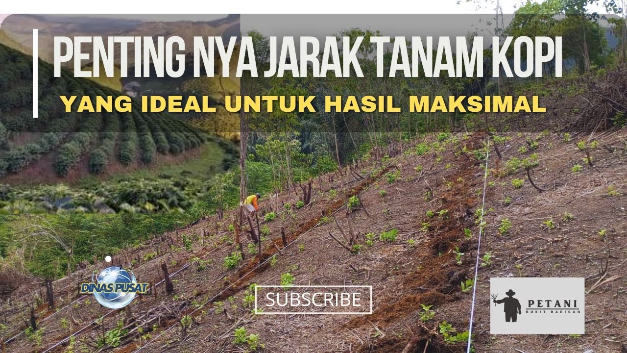 Jarak Tanam Kopi yang Tepat untuk Tanaman Lebih Sehat dan Produktif!