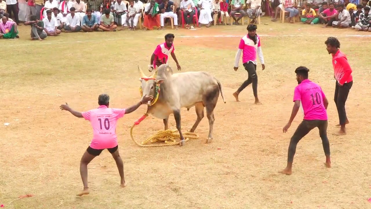 செல்லியம்பட்டி பொன்னழகி அம்மன் குழு Vs மருதிப்பட்டி செல்வம் ராங்கியார் அரசன் காளை | PK Media