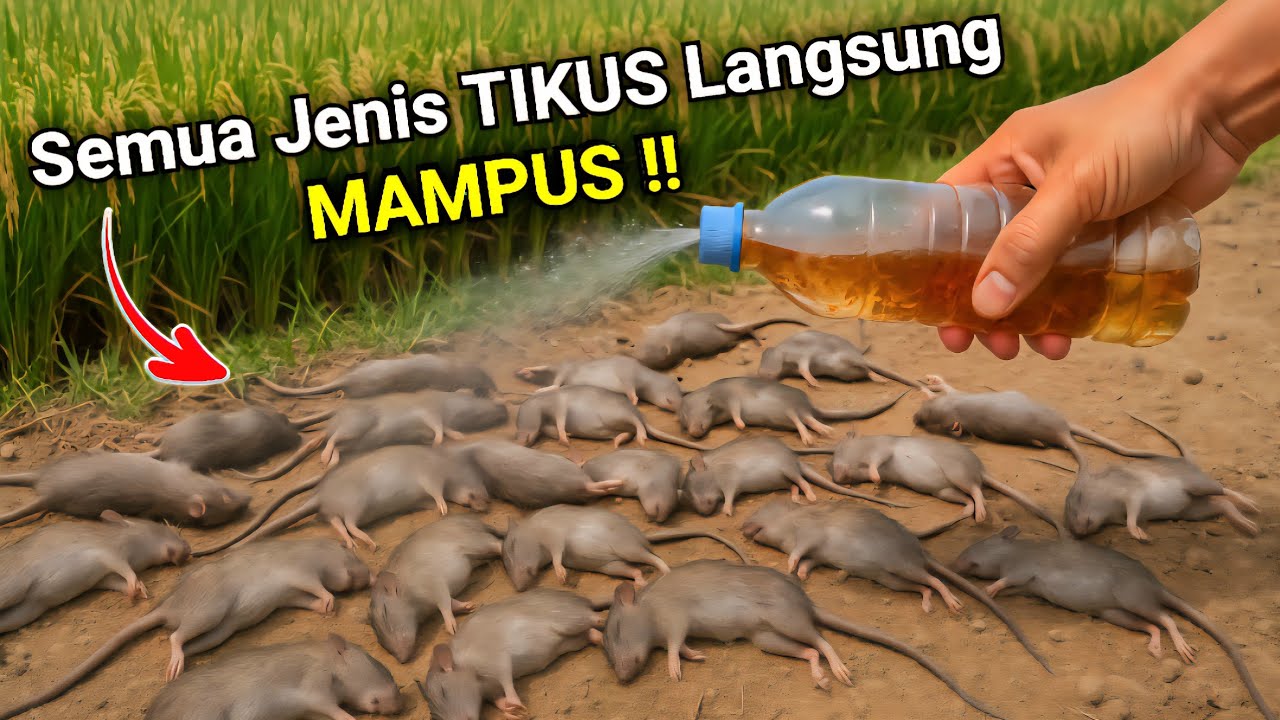 Cukup pakai cairan ini, RATUSAN TIKUS MATI DALAM SEKEJAP‼️