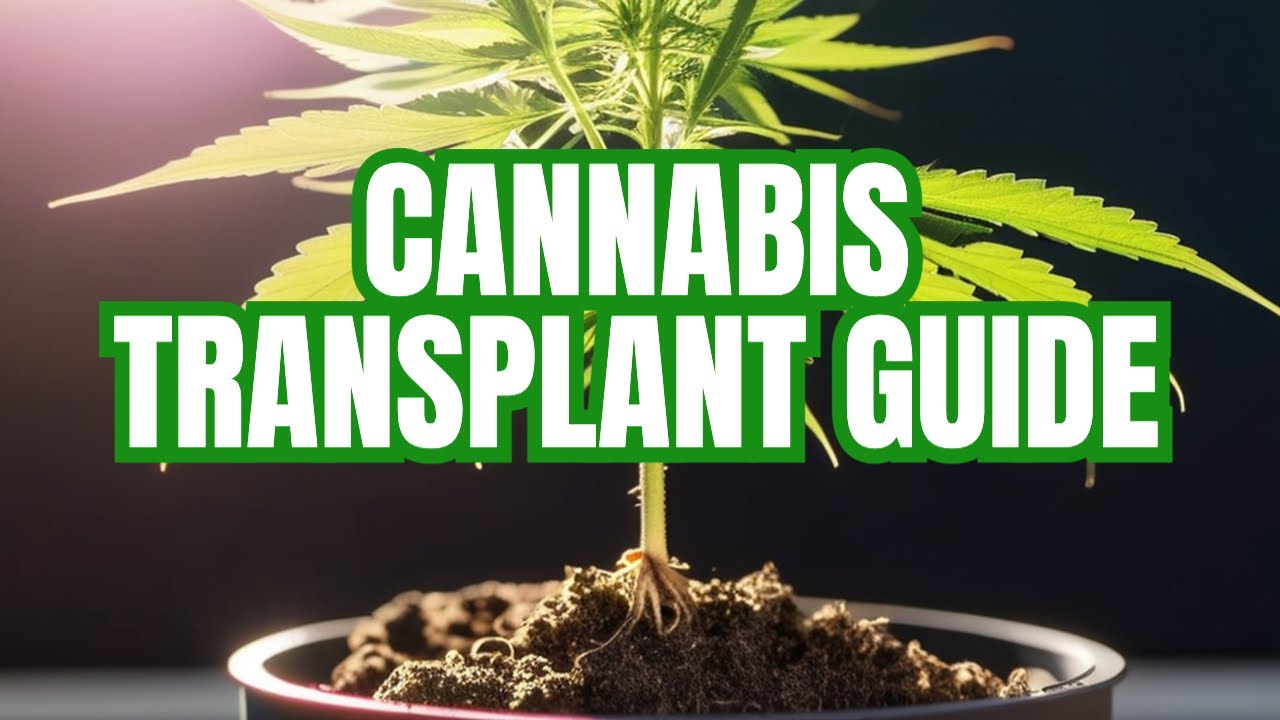 How to Transplant Cannabis: A Step-by-Step Guide for Beginners