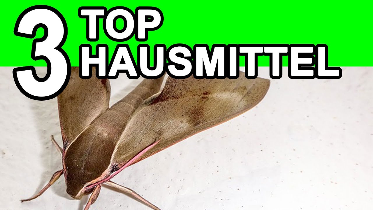 Lebensmittelmotten bekämpfen | die TOP 3 Hausmittel