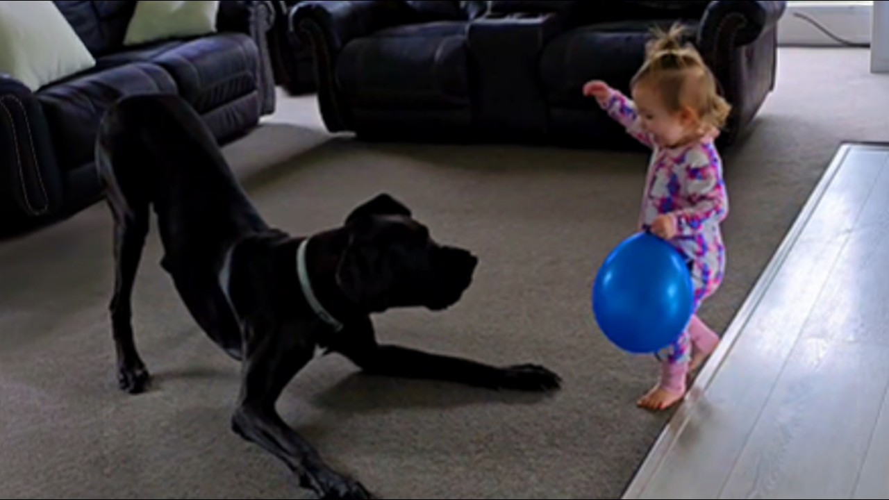 4 Families Returned This 155lb Great Dane—The 5th Said Yes and He Saved Her Daughter's Life