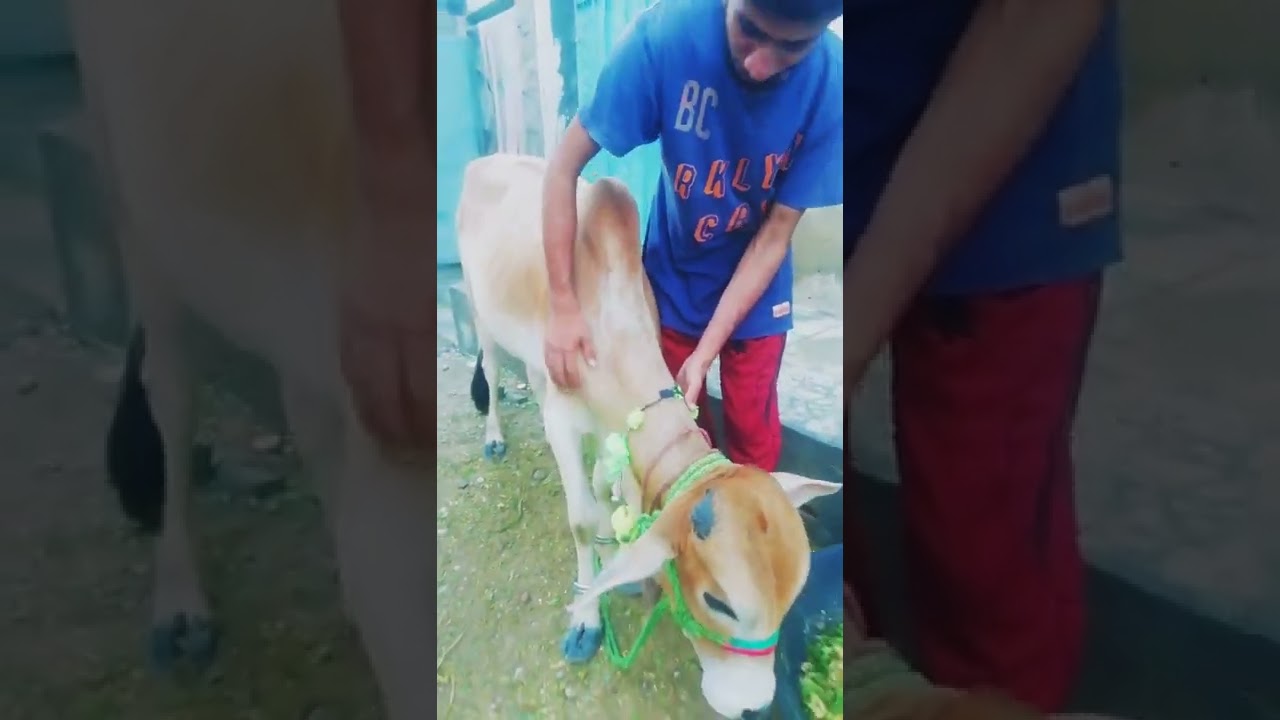 Qurbani ka kalam Tahir Qadri #Qurbani #bakraeid #maweshiMandi #shorts #viral #bachhra #short