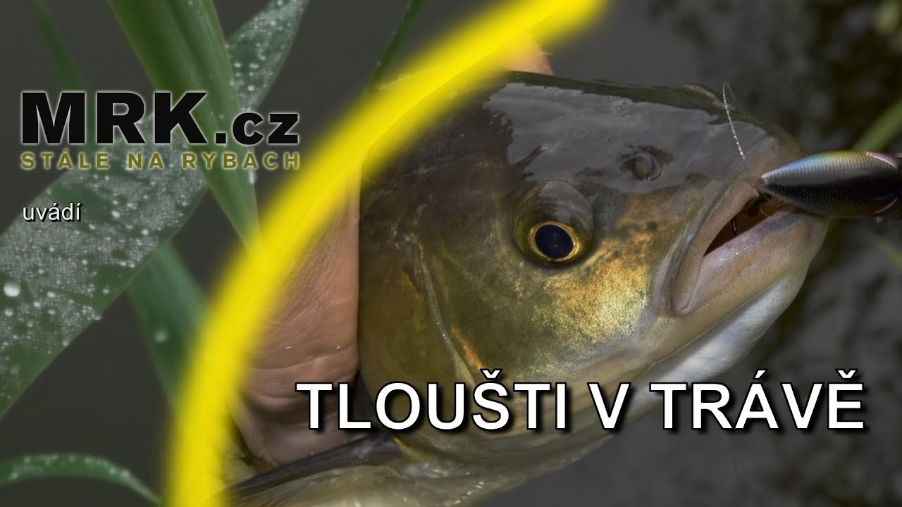 Tloušti v trávě