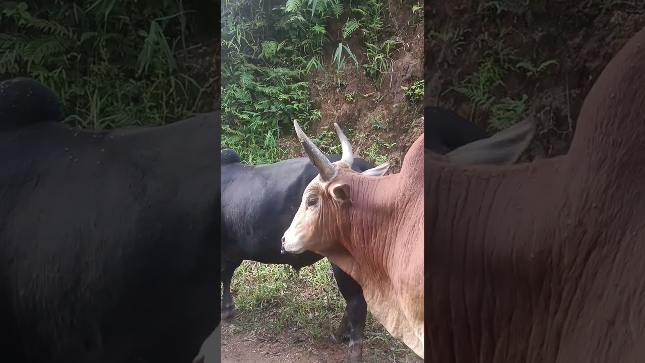 Nyuj zoo nraug 2025