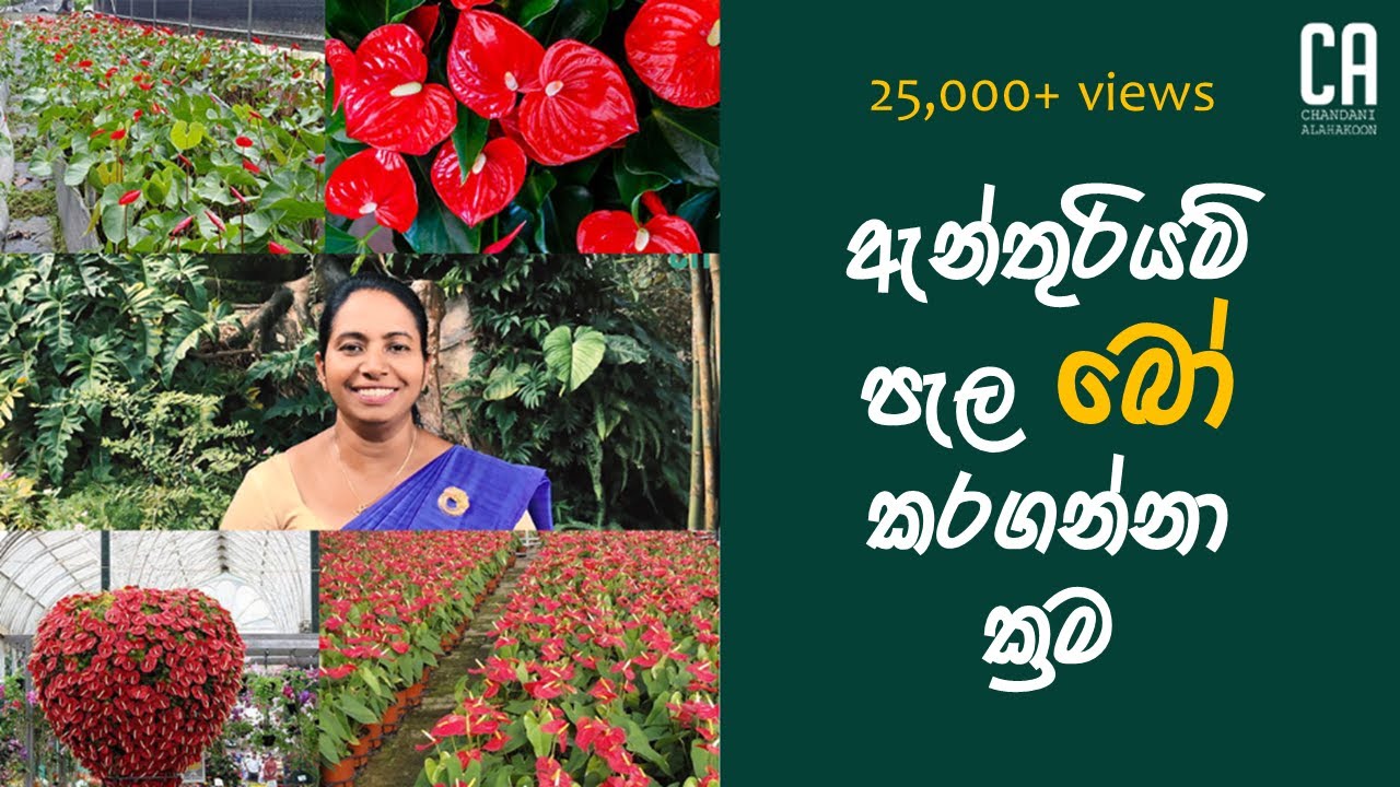ඇන්තූරියම් පැල බෝ කරගන්නා ක්‍රම |  Methods of breeding anthurium plants