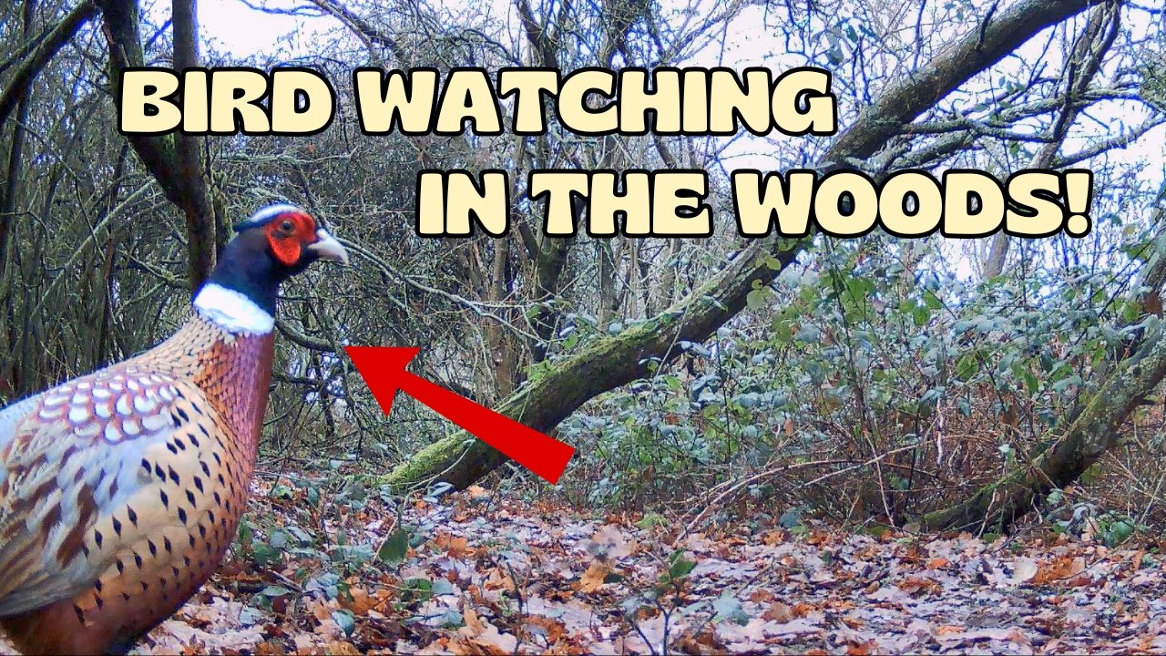 Bird Watching In The Woods!