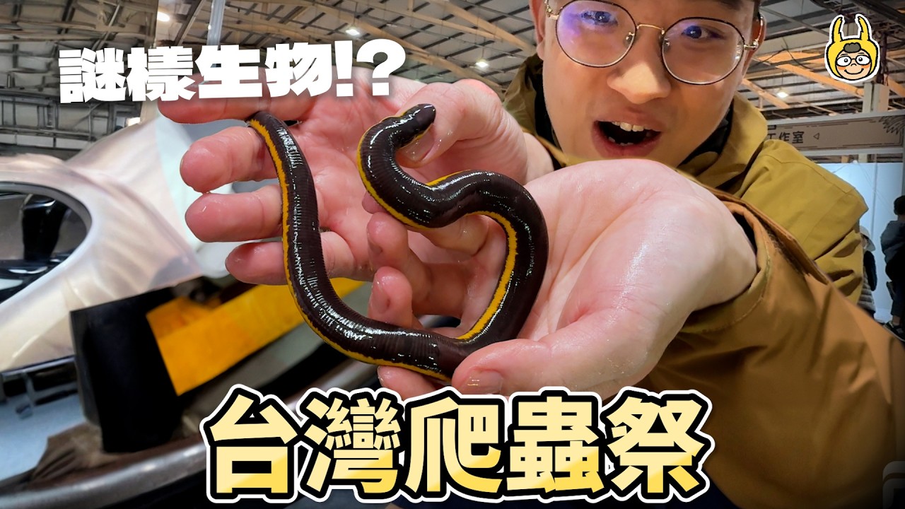 台灣爬蟲祭大開眼界！這些爬蟲你看過嗎？