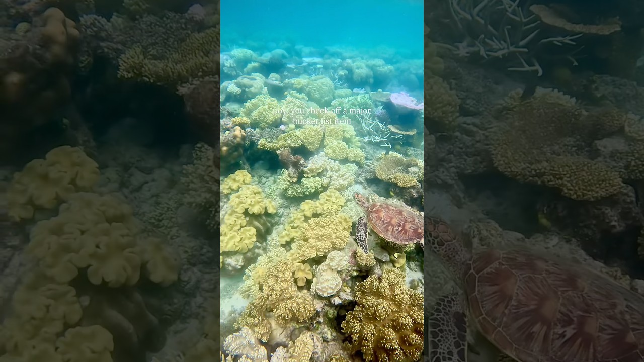 Visit the Great Barrier Reef ✔️#australia #greatbarrierreef #ocean #queensland