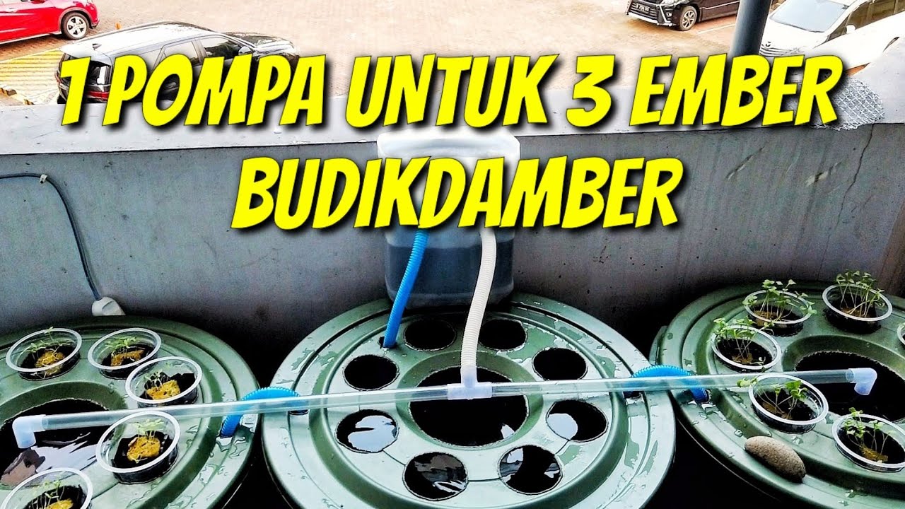 MEMBUAT FILTER BUDIKDAMBER SEDERHANA, SATU POMPA UNTUK TIGA EMBER - Budikdamber Ep. #13