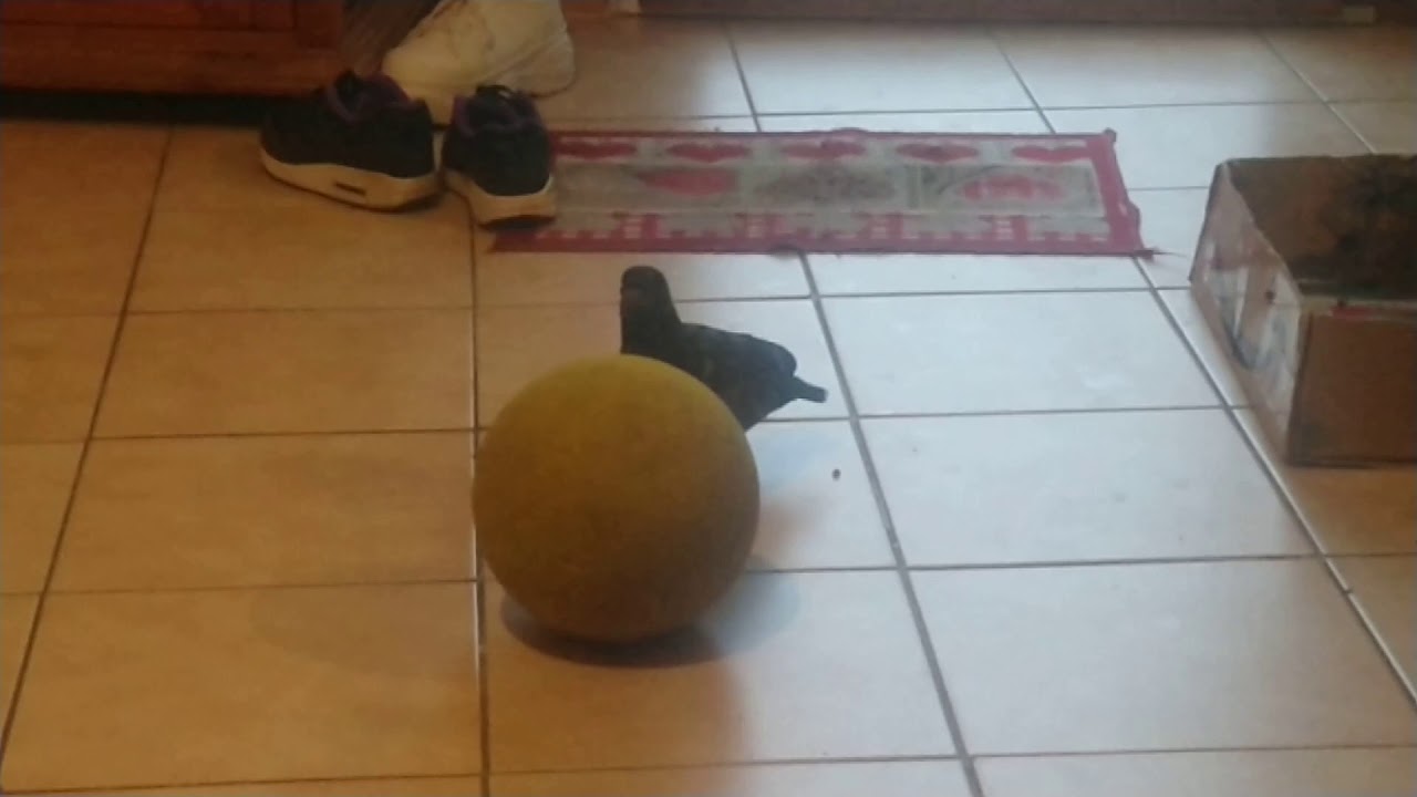 Pigeon de cirque