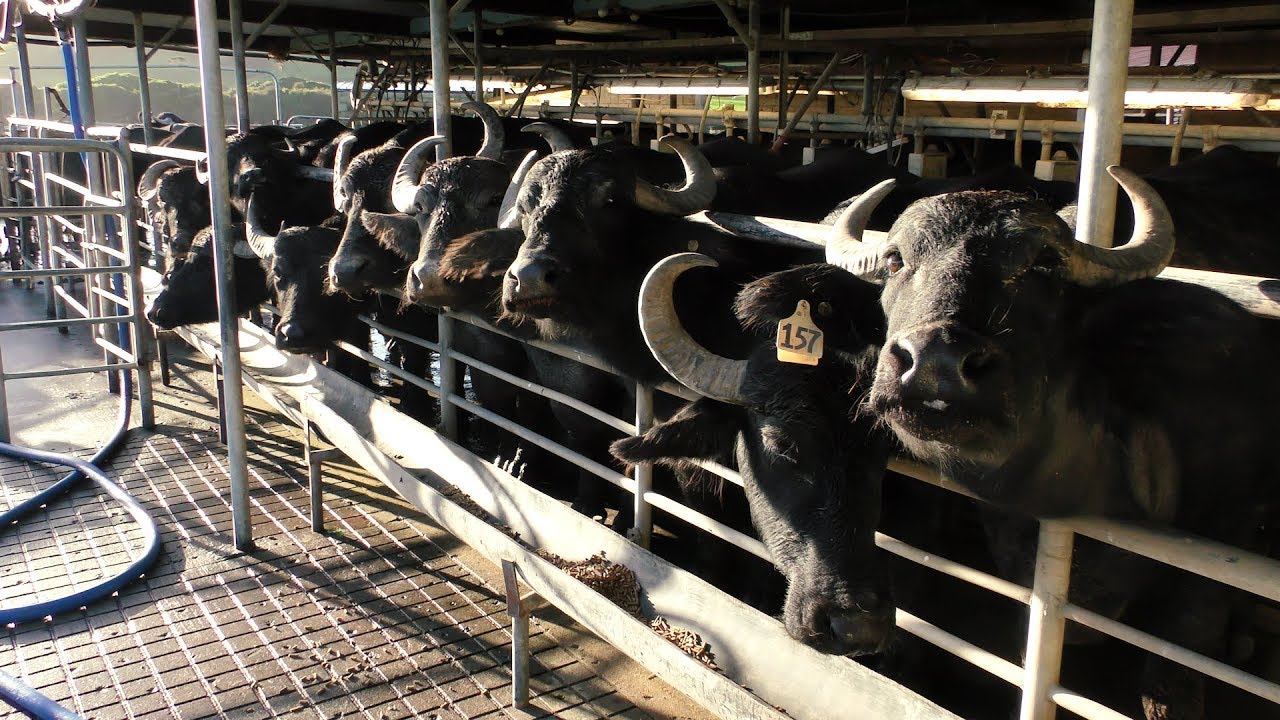 Farmer's Voice | Buffalo Milk