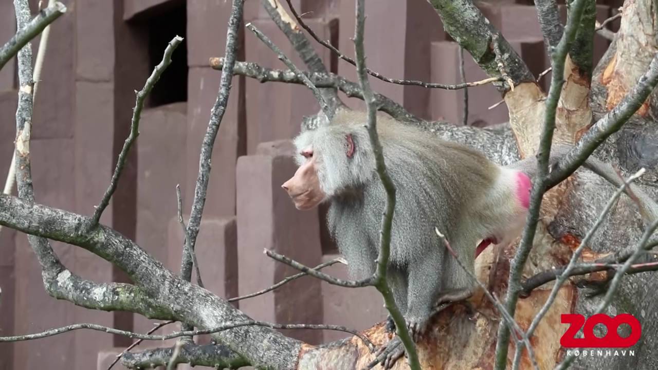 Rude kalkes hos bavianer | Copenhagen Zoo