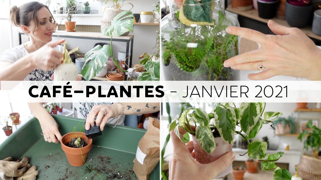 ☕️🌿 Café plantes : Vlog spécial plant-addict ! Immersion dans ma jungle urbaine 🪴