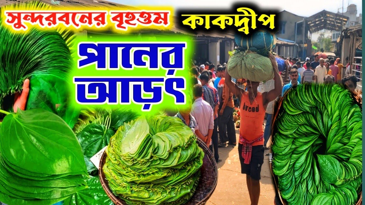 সুন্দরবনের বৃহত্তম পান মার্কেট।কাকদ্বীপ পানের আড়ৎ দক্ষিণ ২৪ পরগনা।Biggest paan market in Sundarban