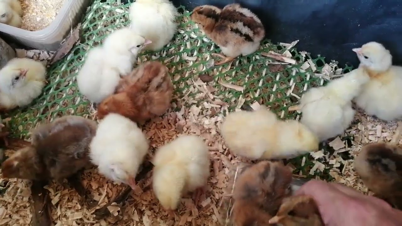 Билефельдер куры/ Bielefelder kennhuhn  и фокусы лохатрона.