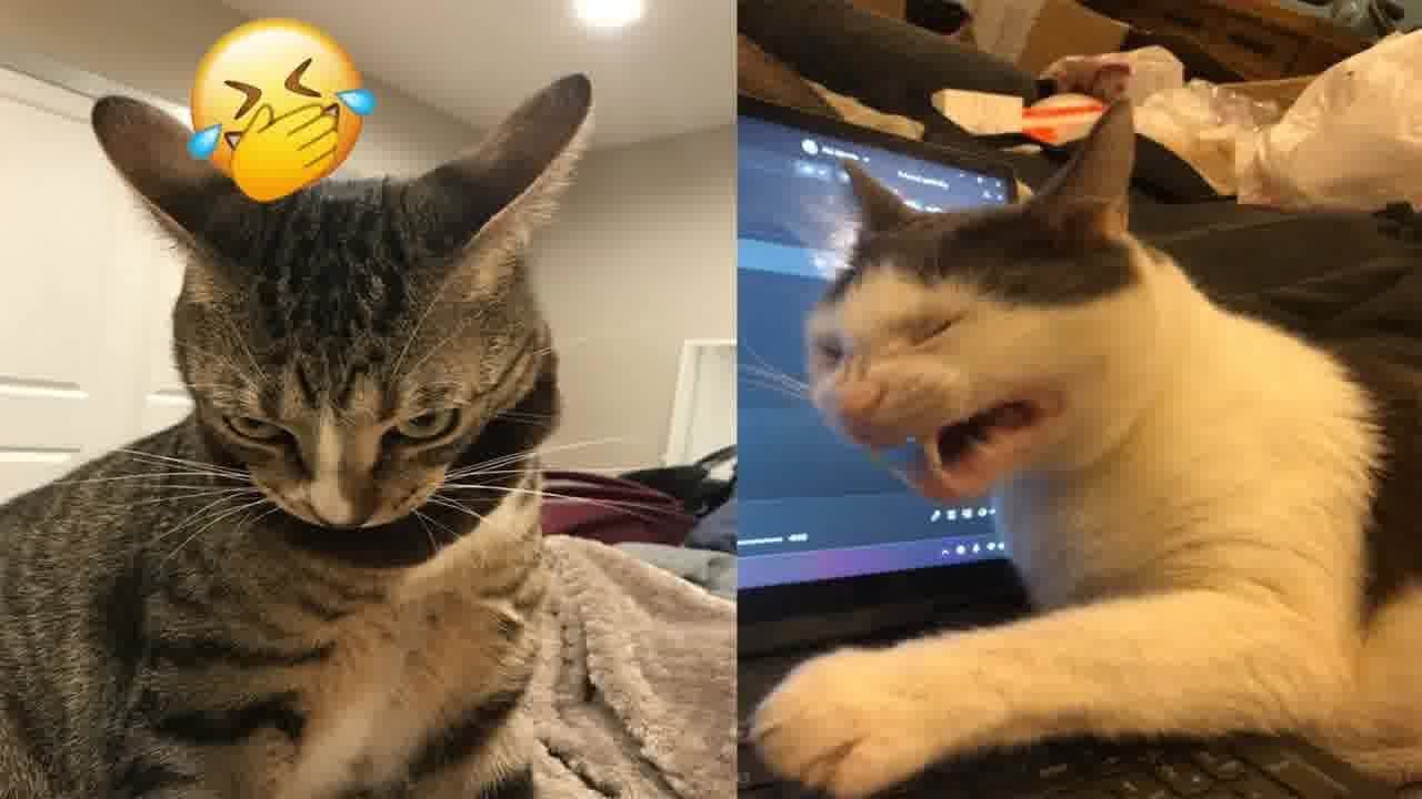 FUNNY CATS are the perfect mood booster 🤣 Best FUNNY CAT videos 2024