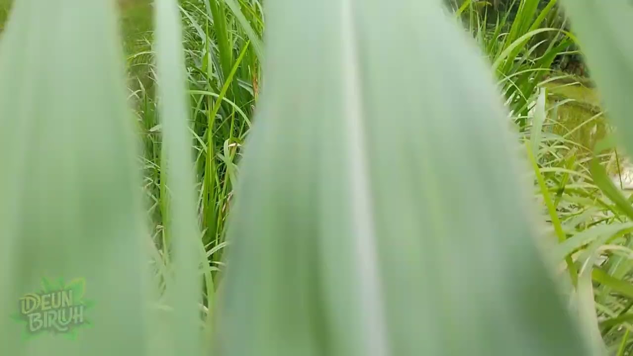 Berjalan di Hamparan Rumput Super Hijau di Sawah