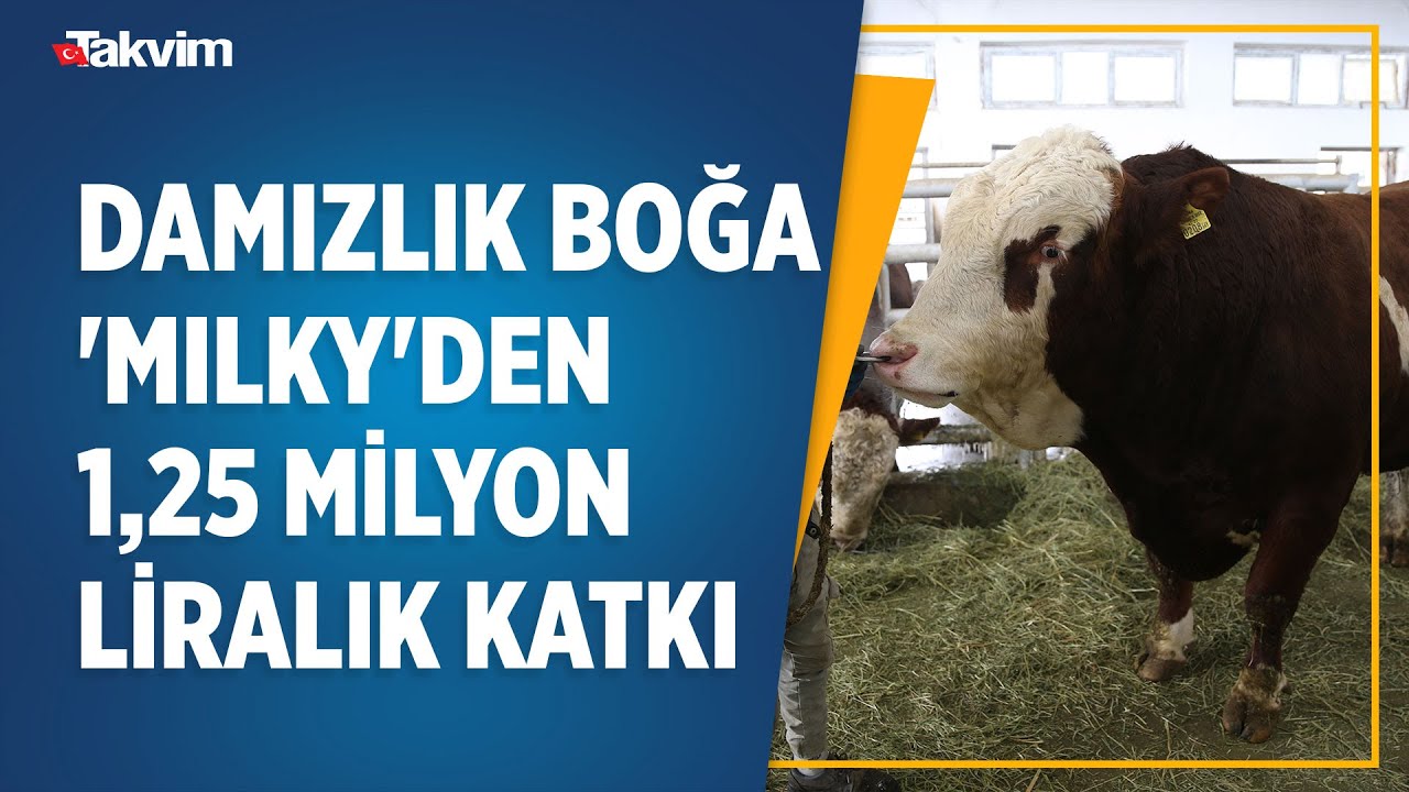 Damızlık boğa 'Milky'den Sultansuyu Tarım İşletmesi'ne 1,25 milyon liralık katkı