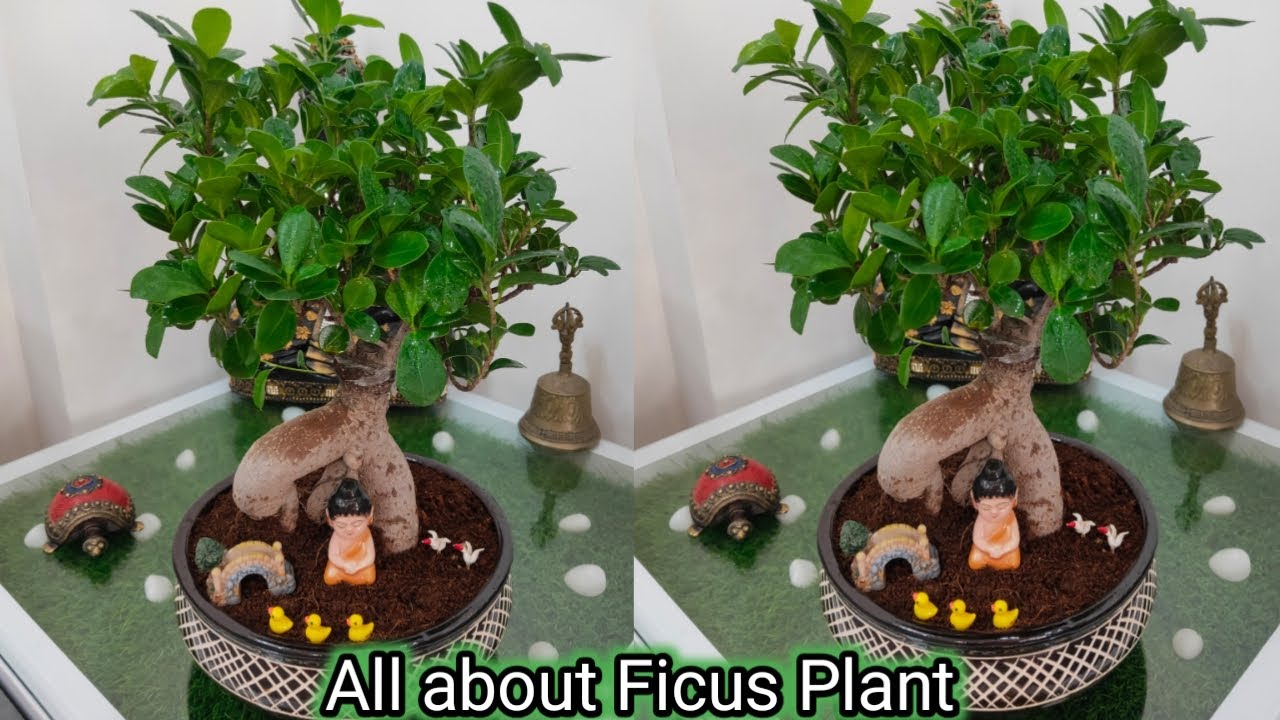 Complete care of Focus Ginseng plant | how to grow ficus plant | ficus plant care | indoor plant |