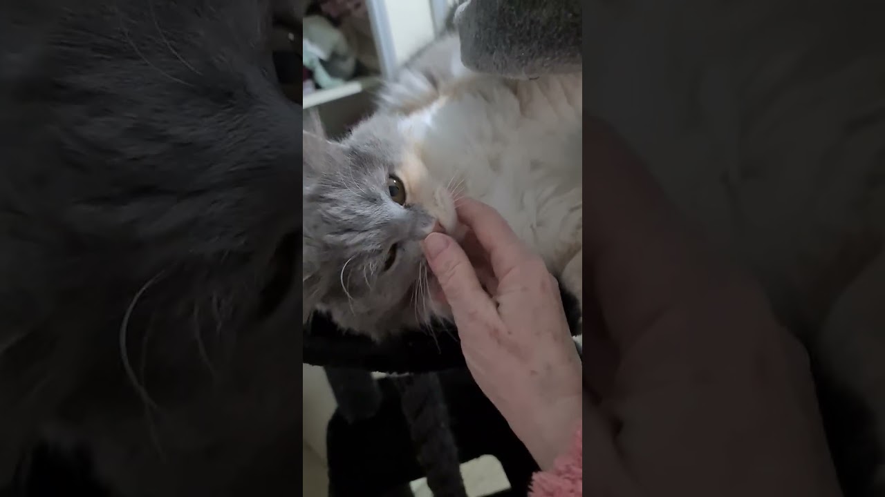 #chat #кот 