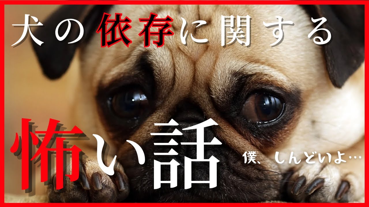 【依存】飼い主への依存が引き起こす犬の問題行動のお話