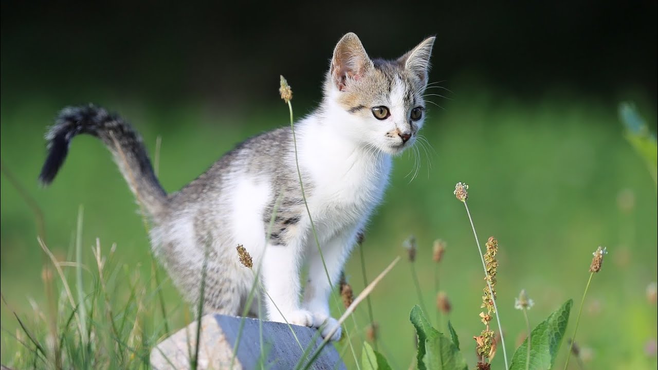 Different types of cats 😻/ @NatureMomentsofficial 