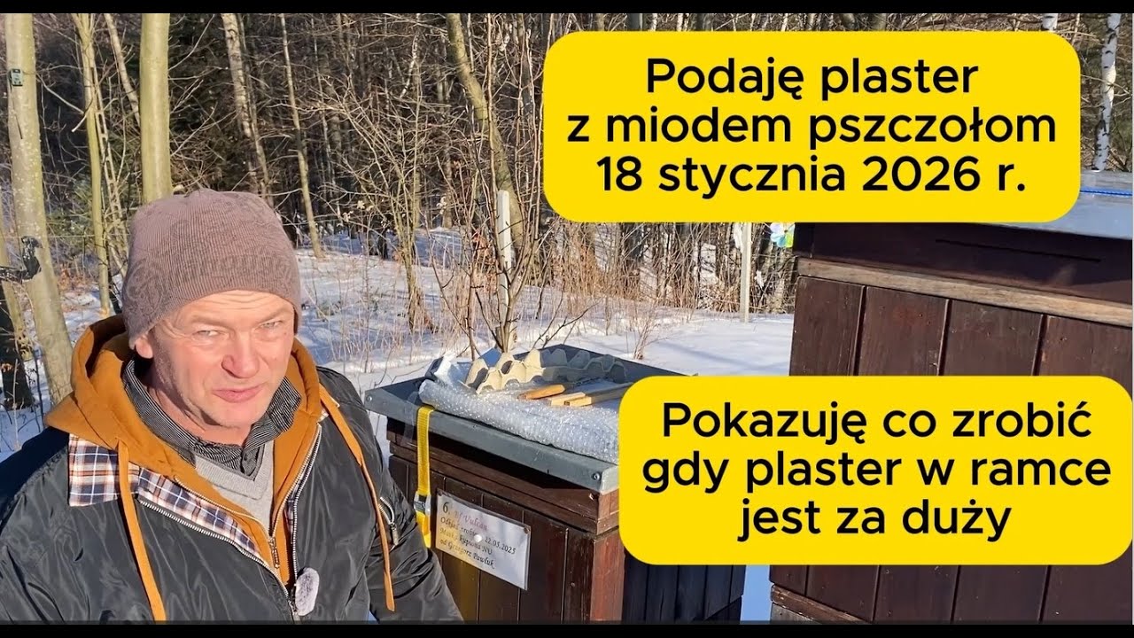 Podaję plaster z miodem pszczołom 18.01.2026 r. #bee #beekeeping #beekeeper