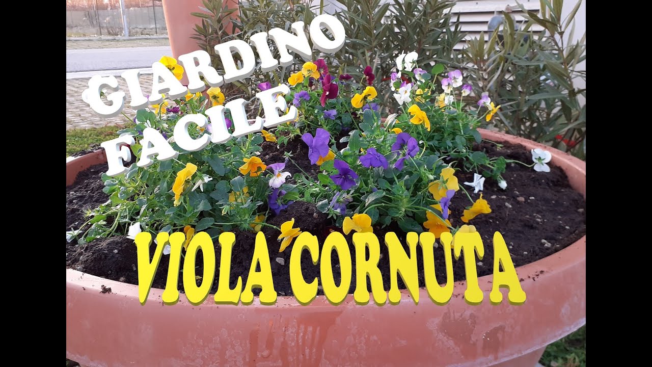 VIOLA CORNUTA