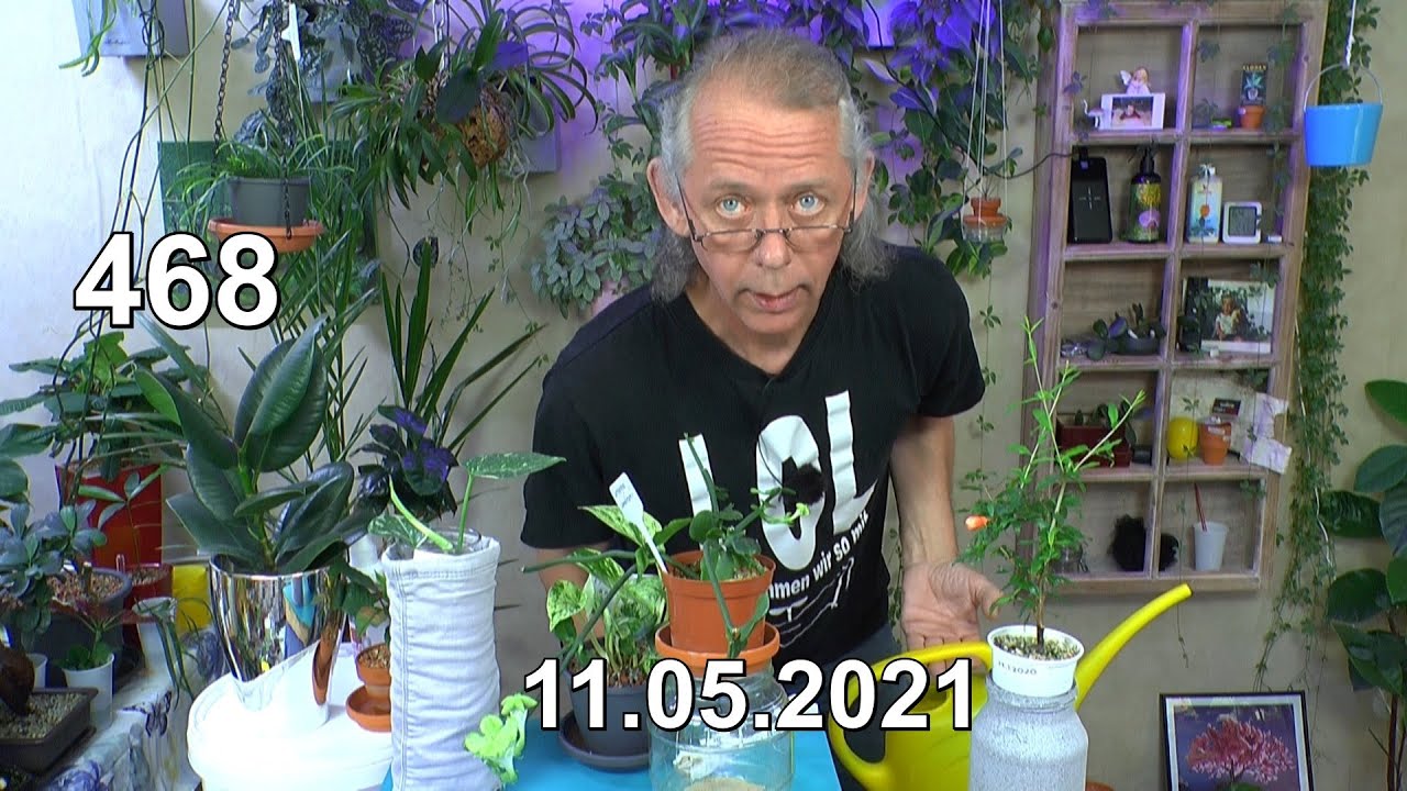 Zimmerpflanzen weitere Entwicklung mit dem Wasser und Updates einiger Pflanzen im Zimmer