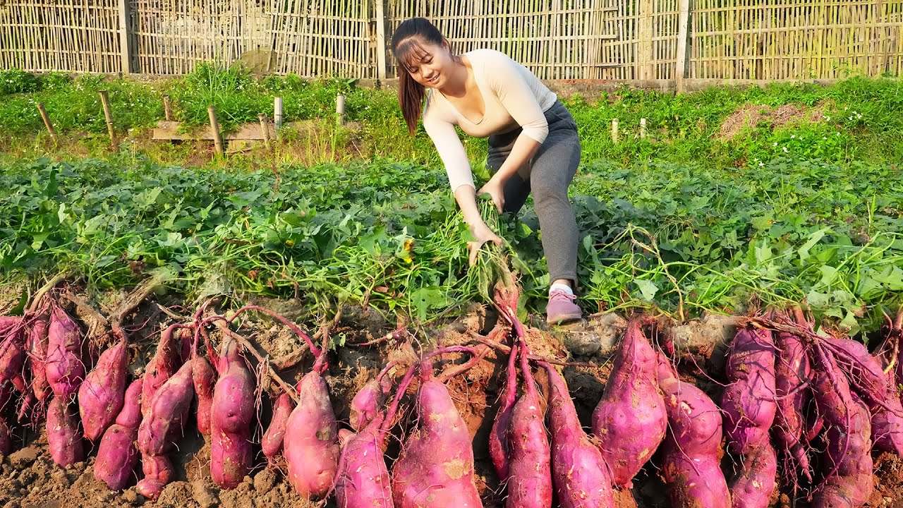 Harvesting Sweet Potato Goes To The Market Sell, Daily Life - Farm Life | New Free Bushcraft