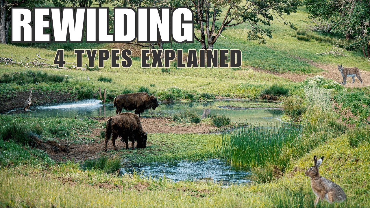 What is Rewilding? - All 4 Types Explained