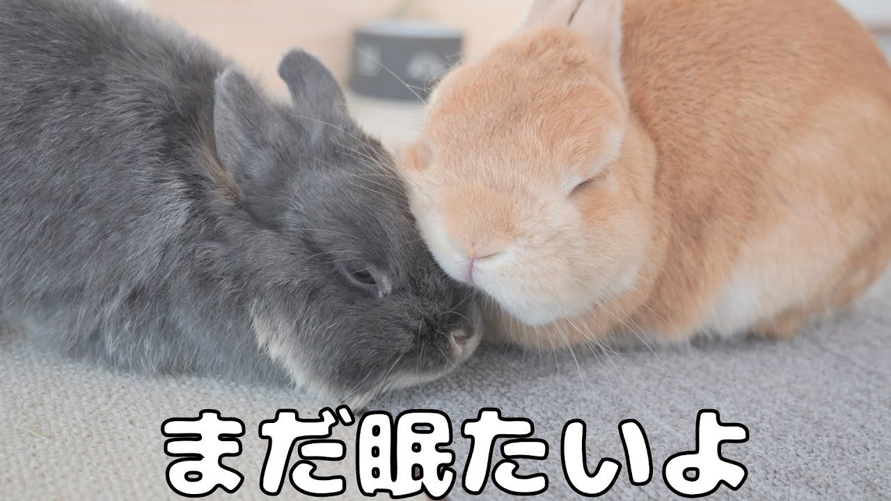 カーテン開けると朝寝坊中のうさぎ達が寄り添って寝ていました笑【No.1123】