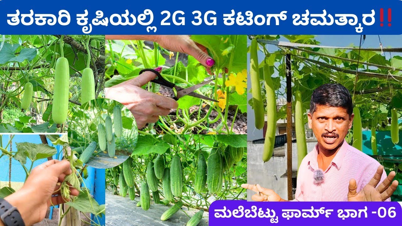 ಒಂದೇ ಬಳ್ಳಿಯಲ್ಲಿ ಹೆಚ್ಚು ತರಕಾರಿ ಪಡೆಯುವ ವಿಧಾನ‼️3G ಕಟಿಂಗ್ ಪ್ರಾಯೋಗಿಕವಾಗಿ ಯಶಸ್ವಿ 👌👌ಪ್ರಕಾಶ್ ಜೋಶಿ @ಮಲೆಬೆಟ್ಟು