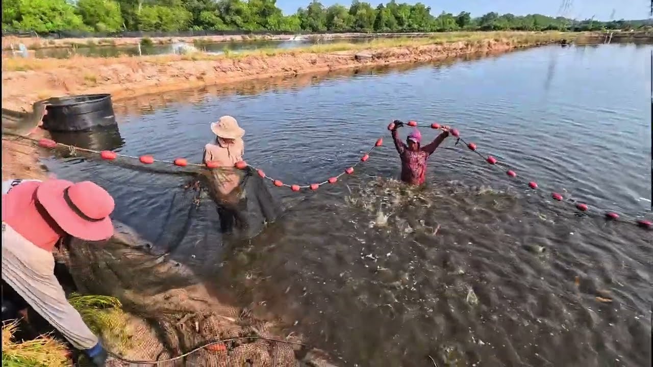 Panen Dua Jenis Udang KOK BISA!!!🤔🤔
