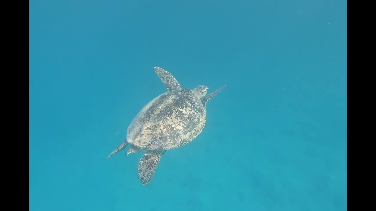 Ägypten 2026 Steigenberger Coraya Beach Hausriff