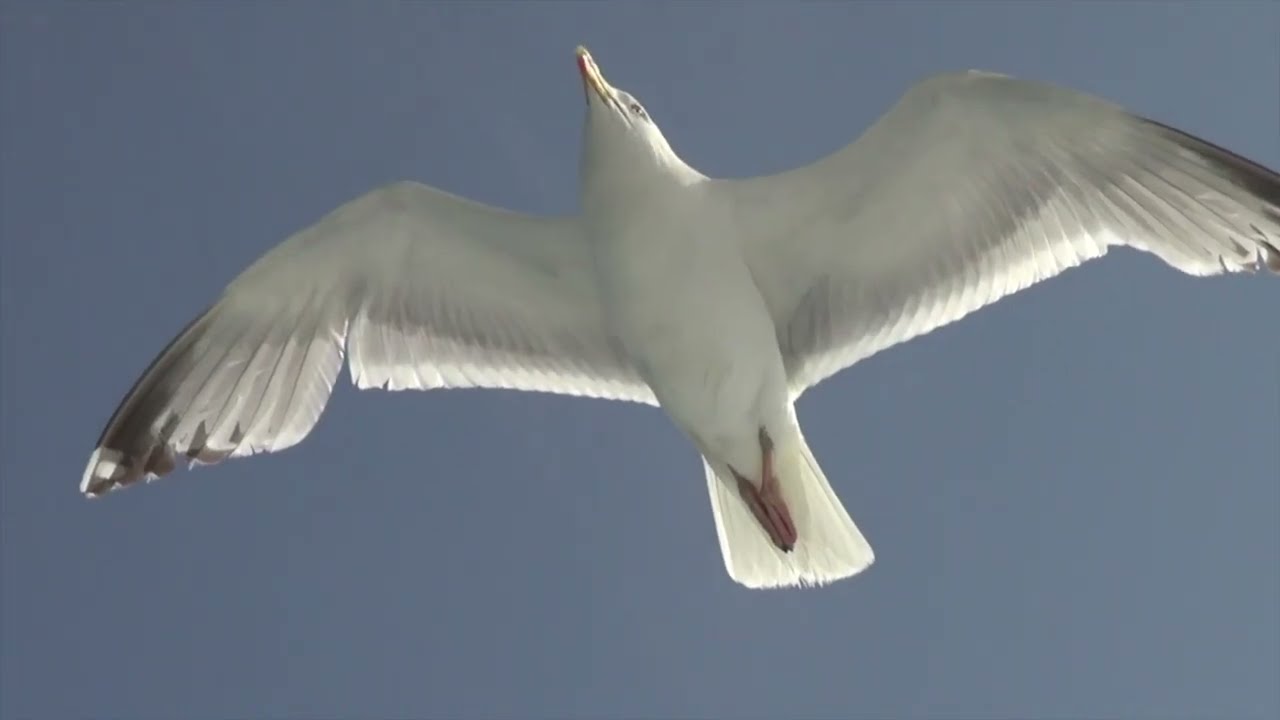 La réserve naturelle des sept iles à Perros-Guirec