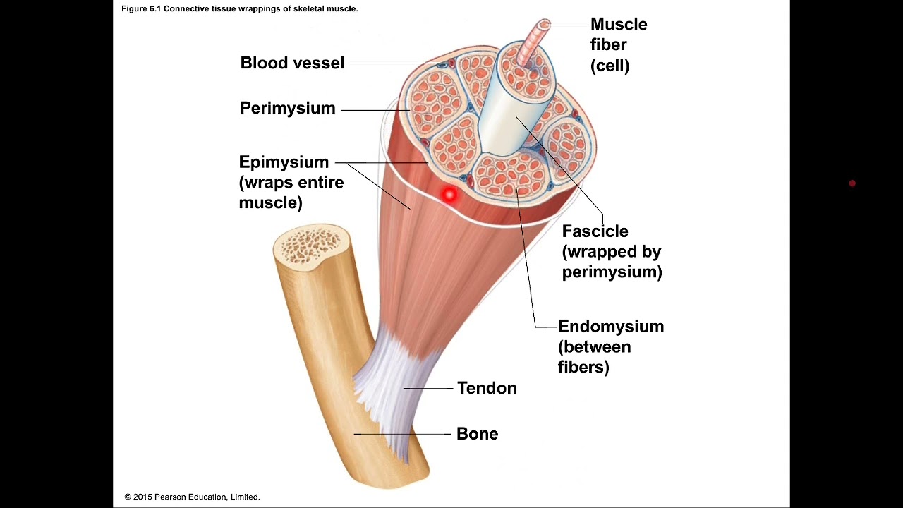 Anatomy | Muscular system 