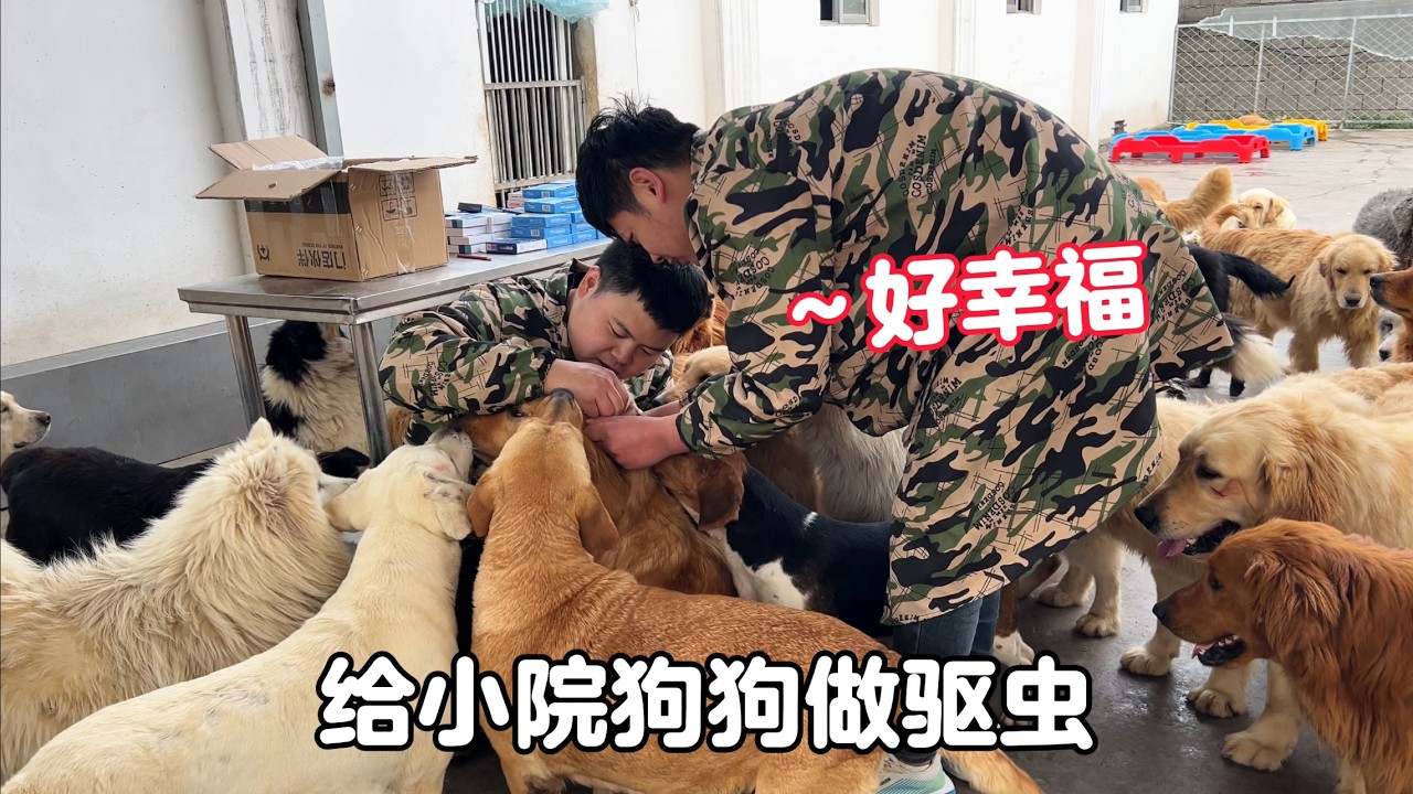 為健康保駕護航，給小院狗狗們全都做完驅蟲，忙忙碌碌很充實