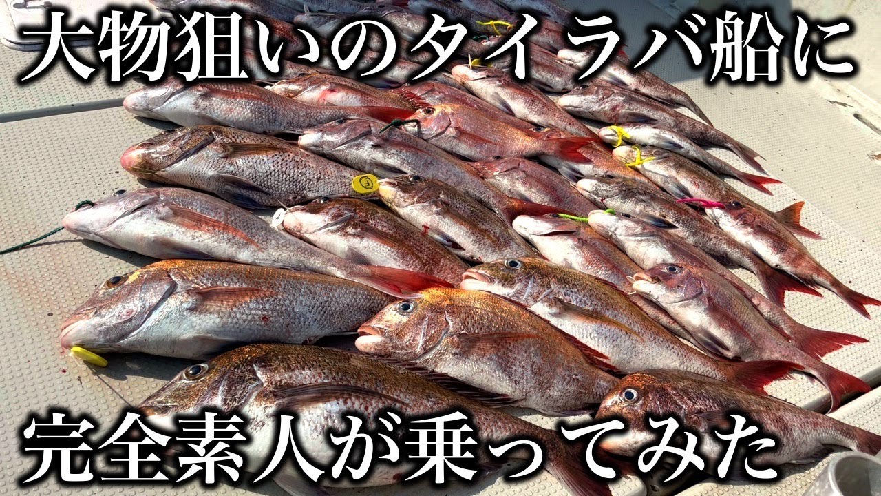 【明石 タイラバ】まさかの大物ゲット！？初心者でも鯛は釣れるのか！？