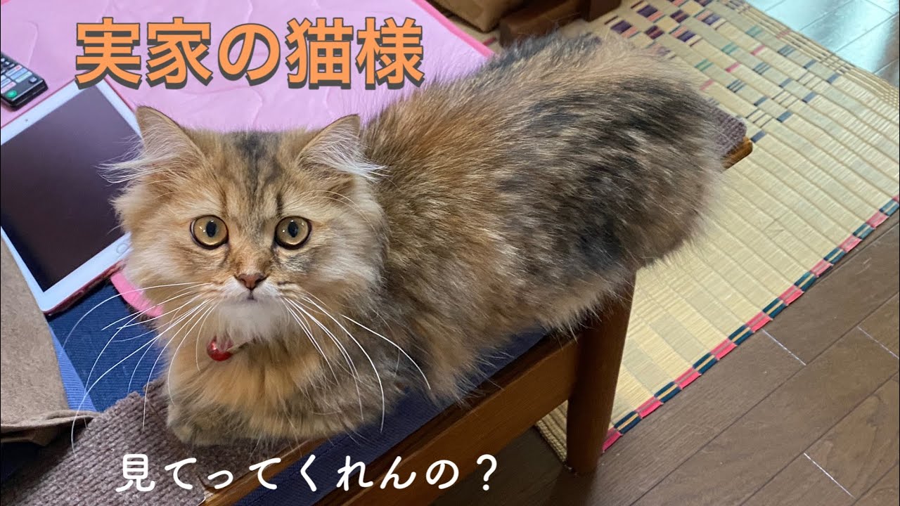 我が家にやってきたラガマフィンとミヌエット