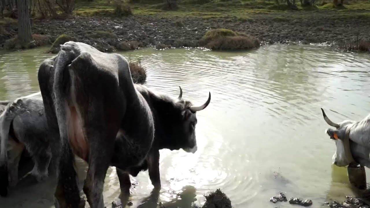 La transumanza in Basilicata, una storia vera | Trailer
