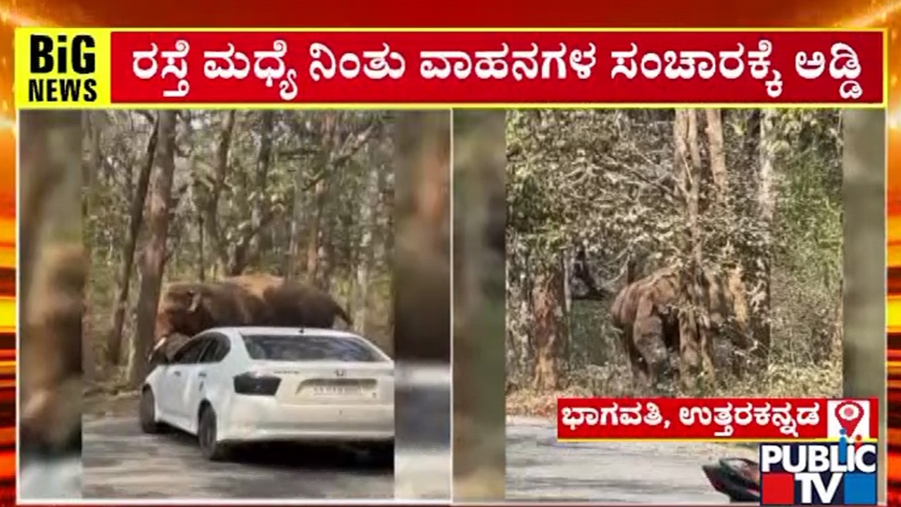 ಒಂಟಿ ಸಲಗ ಉಪಟಕ್ಕೆ ಬೆಚ್ಚಿಬಿದ್ದ ಪ್ರವಾಸಿಗರು | Karwar | Public TV