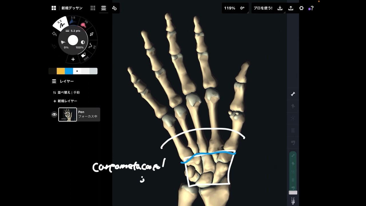 Anatomy of wrist and finger bones