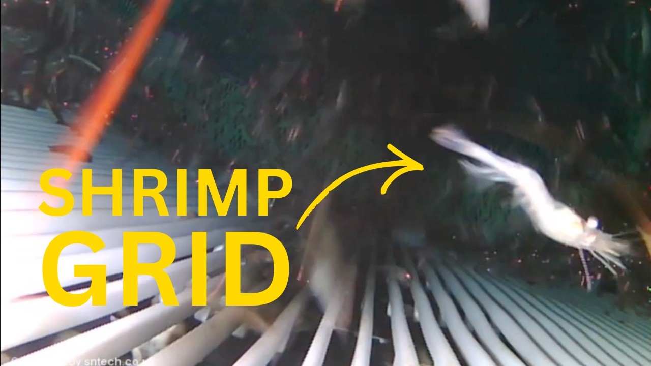 Demersal trawl in Newfoundland shows shrimp sorting grid | CatchCam Trawl Camera System